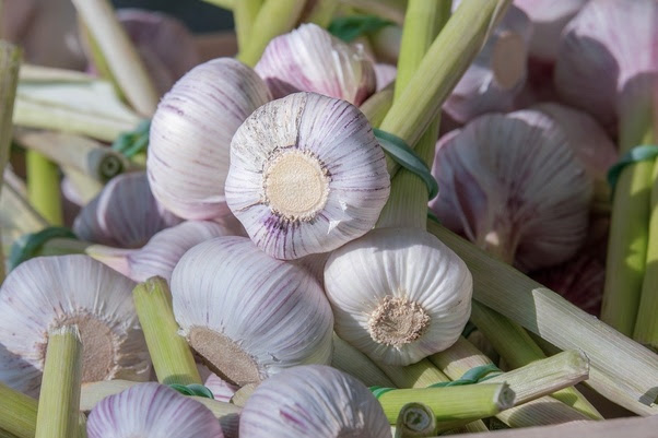 What acid is present in garlic? Main-qimg-62ed9a36cfeca4fa201cd2be06418e0f