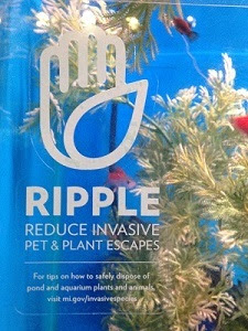 RIPPLE program aquarium