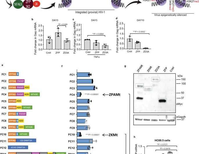 A novel method to block HIV in mice