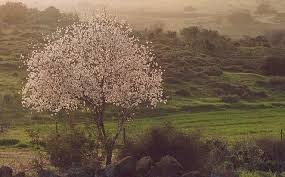 Israeli_Almond_Tree.jpg Israeli_Almond_Tree.jpg