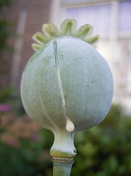 Opium pod cut to demonstrate fluid extraction1.jpg