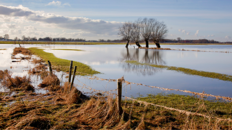 Trees standing in a flooded field with a fence in the foreground