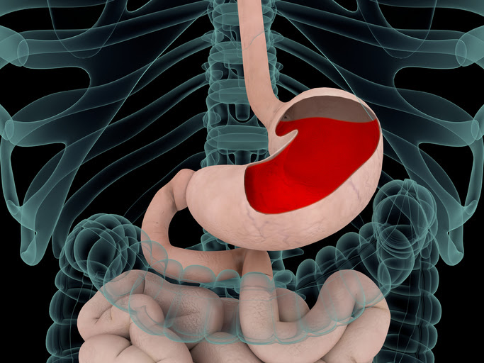 ilustracion del esofago y el estomago