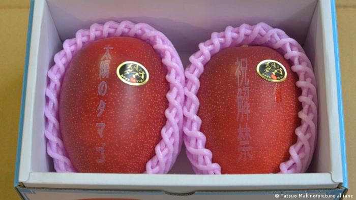 Estos mangos tienen una piel exterior de color rojo intenso, una textura que se deshace en la boca y un sabor excepcionalmente dulce. En la foto, una caja con dos mangos completamente maduros después de ser subastados.
