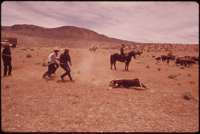 File:SPRING ROUNDUP OF PAIUTE-OWNED CATTLE BEGINS AT SUTCLIFFE PYRAMID LAKE INDIAN RESERVATION. CORALLING AND BRANDING IS... - NARA - 553108.jpg