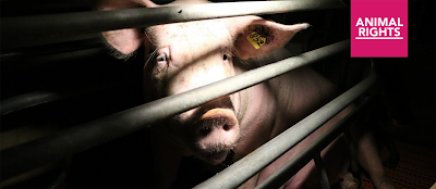 Foto: varken in stal