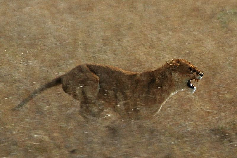 File:Serengeti Lion Running saturated.jpg