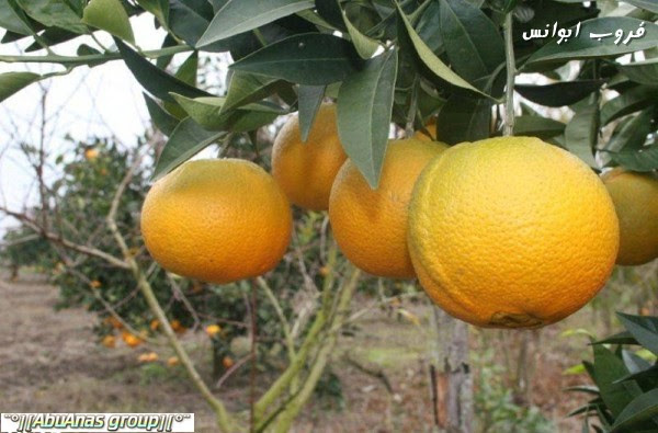 حصاد البرتقال في ايران