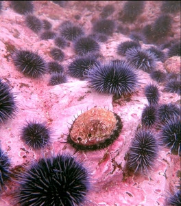 abalone and urchins