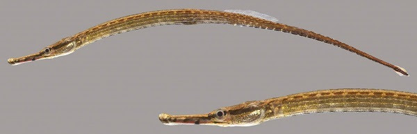 Northern pipefish courtesy of Rick O'Connor