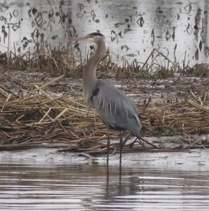 Join us by the river! Heron at Jug Bay by Janet Gingold
