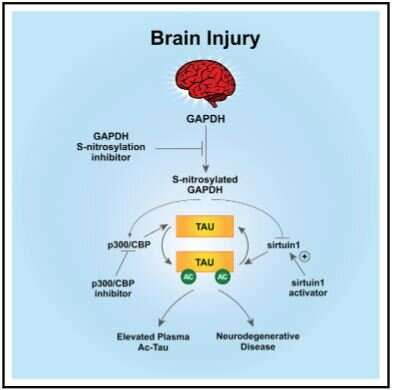 Researchers discover new way to monitor & prevent nerve cell deterioration after TBI