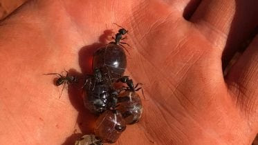 Australian Honeypot Ant in Hand