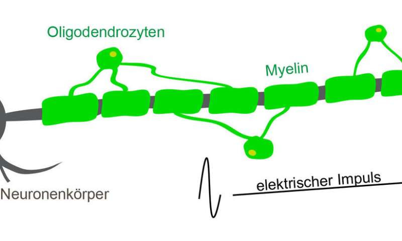 Myelin optimizes information processing in the brain