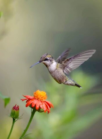 Hummingbird-Female