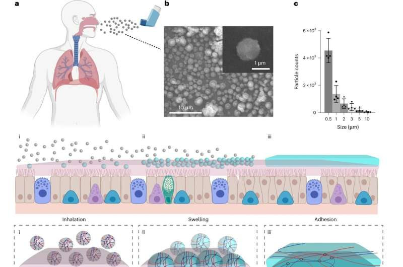 Inhalable 'SHIELD' protects lungs against COVID-19, flu viruses