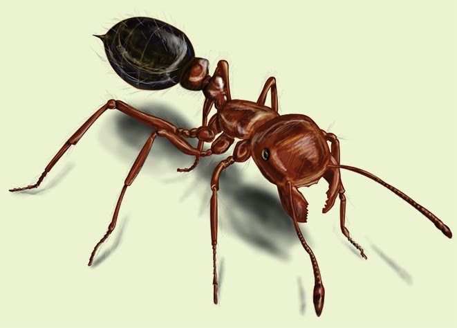 GARDEN SAFETY: PROTECTING YOURSELF FROM SUMMER PESTS Fire-Ant-Illustration
