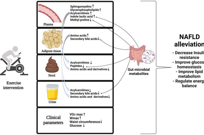 Study sheds light on the benefits of exercise in fatty liver disease