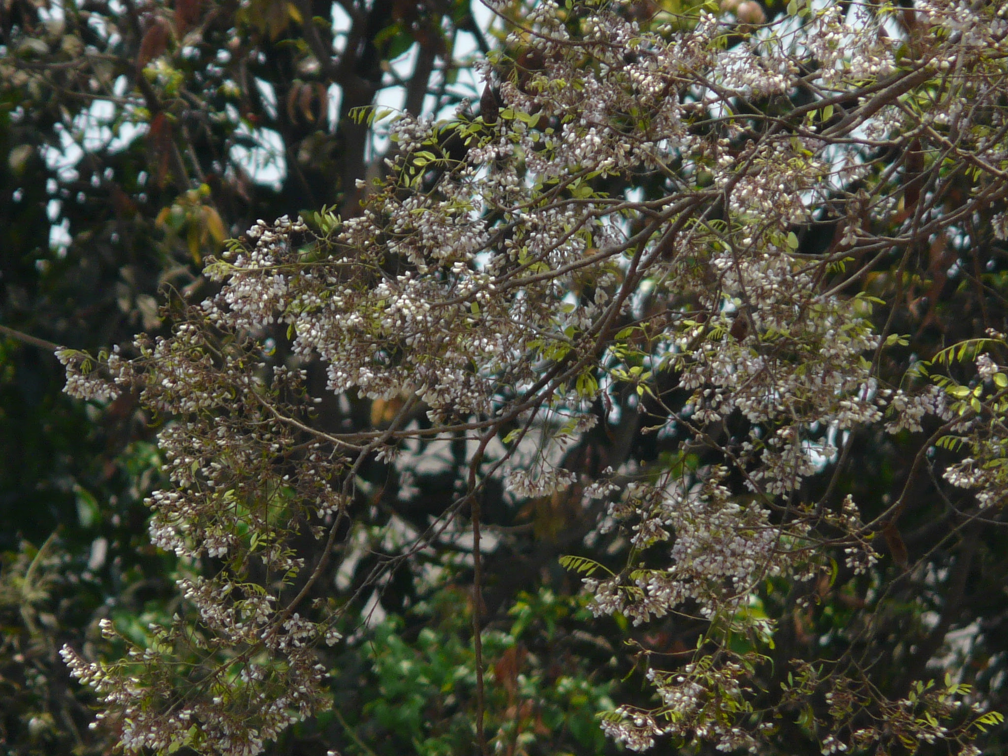 Dalbergia lanceolaria L.f.