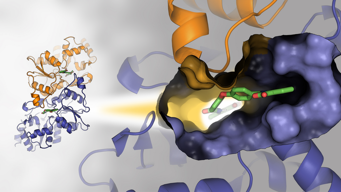 Phosphoglycolate Phosphatase