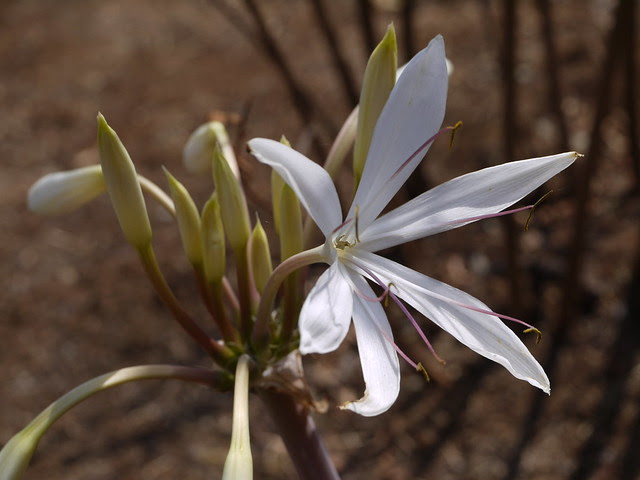 Crinum eleonorae Blatt. & McCann