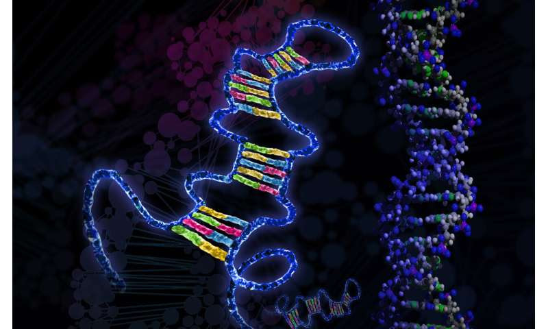 Bits of genetic material called microRNAs may drive metabolic disorders