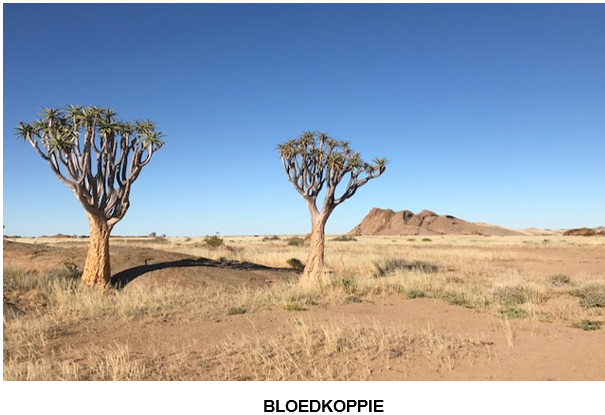 A couple of trees in a desertDescription automatically generated with low confidence