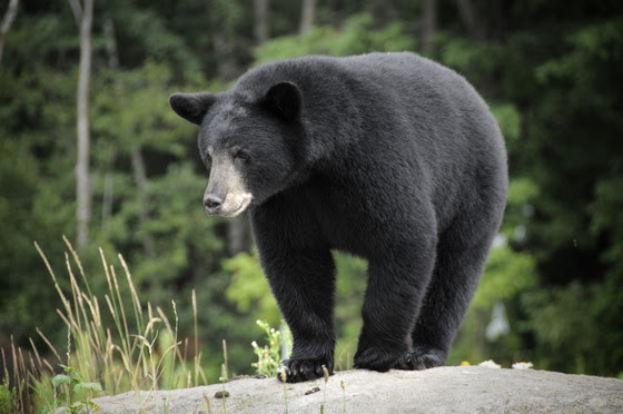 A black bear standing on a log in the wilderness.