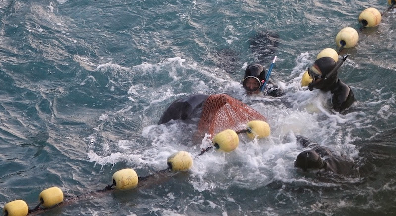Dolphin struggles in nets during captive selection, Taiji, Japan