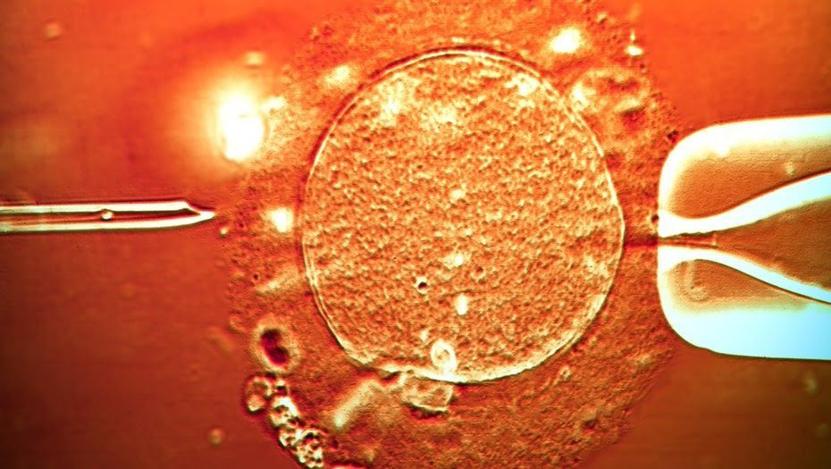 Planean limitar la edad para la cobertura de tratamientos de fertilización asistida