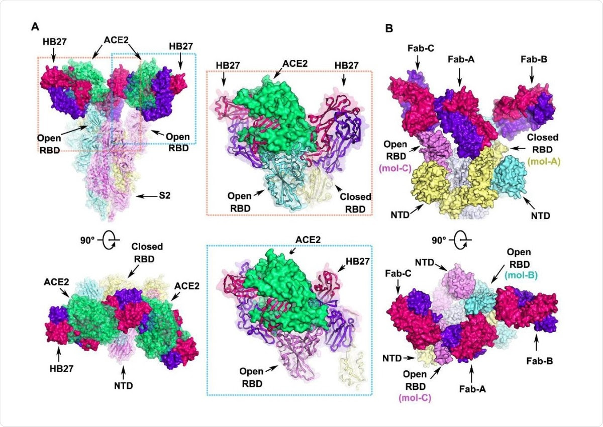 Structural basis for neutralization of SARS-CoV-2 by HB27 (A) Orthogonal views of the clashes between HB27 Fabs and ACE2 upon binding to SARS-CoV-2 S trimer. The SARS-CoV-2 S trimer is presented as ribbon diagrams and translucent molecular surfaces with three monomers colored in cyan, yellow and violet, respectively. The three copies of HB27 Fabs are rendered as molecular surfaces colored 636 the same as in Figure 6. The superposed ACE2 is presented as green ribbon diagrams as well as translucent molecular surface. Insets are close-up views of the clashes between ACE2 and HB27 upon binding to SARS-CoV-2 RBD. (B) Orthogonal views of the structure of HB27 Fab-A, Fab-B and Fab-C complexed with SARS-CoV-2 RBD. The S1 subunits of SARS-CoV-2 S trimer are rendered as cyan, yellow and violet surfaces and the S2 subunits are rendered as gray surfaces.