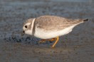 2 Piping Plover - CBC North Beach