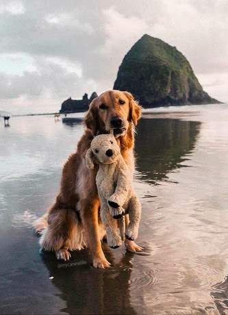 Dog-with-toy-Cannon-Beach-OR