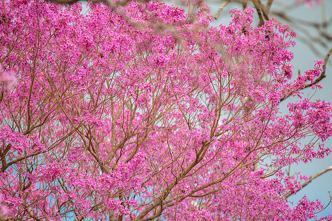 Lapacho rosado en flor (Handroanthus impetiginosus).