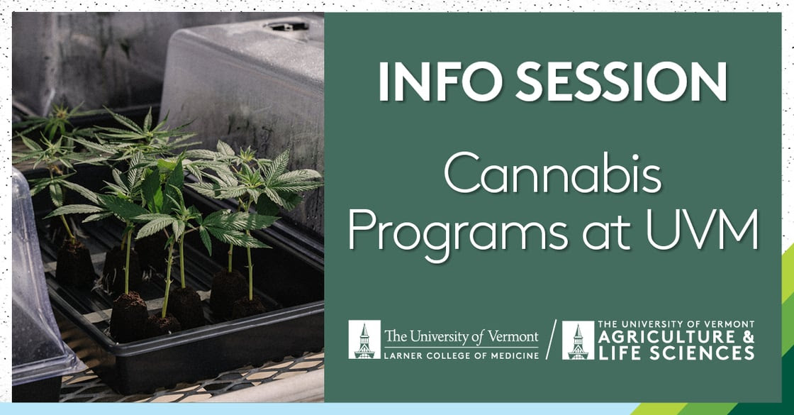 Cannabis Programs at UVM-1200x627 Linkdin