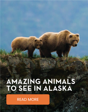AMAZING ANIMALS TO SEE IN ALASKA