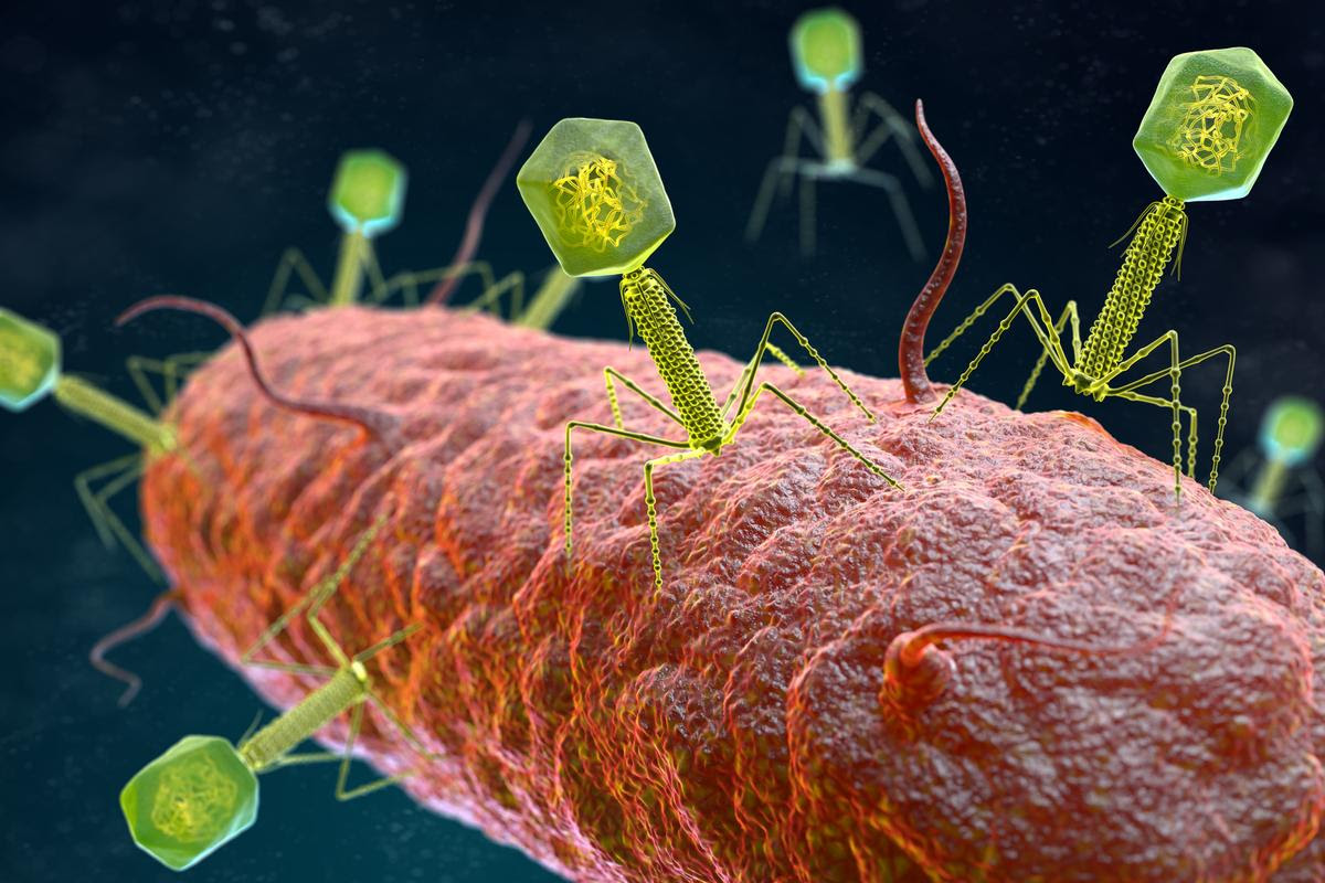 Bacteriophages attack a bacterium, which according to a new study could be useful for manipulating the gut microbiome