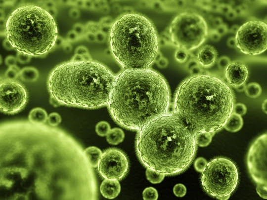 greenmicrobe