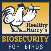 healthy harry bird chat