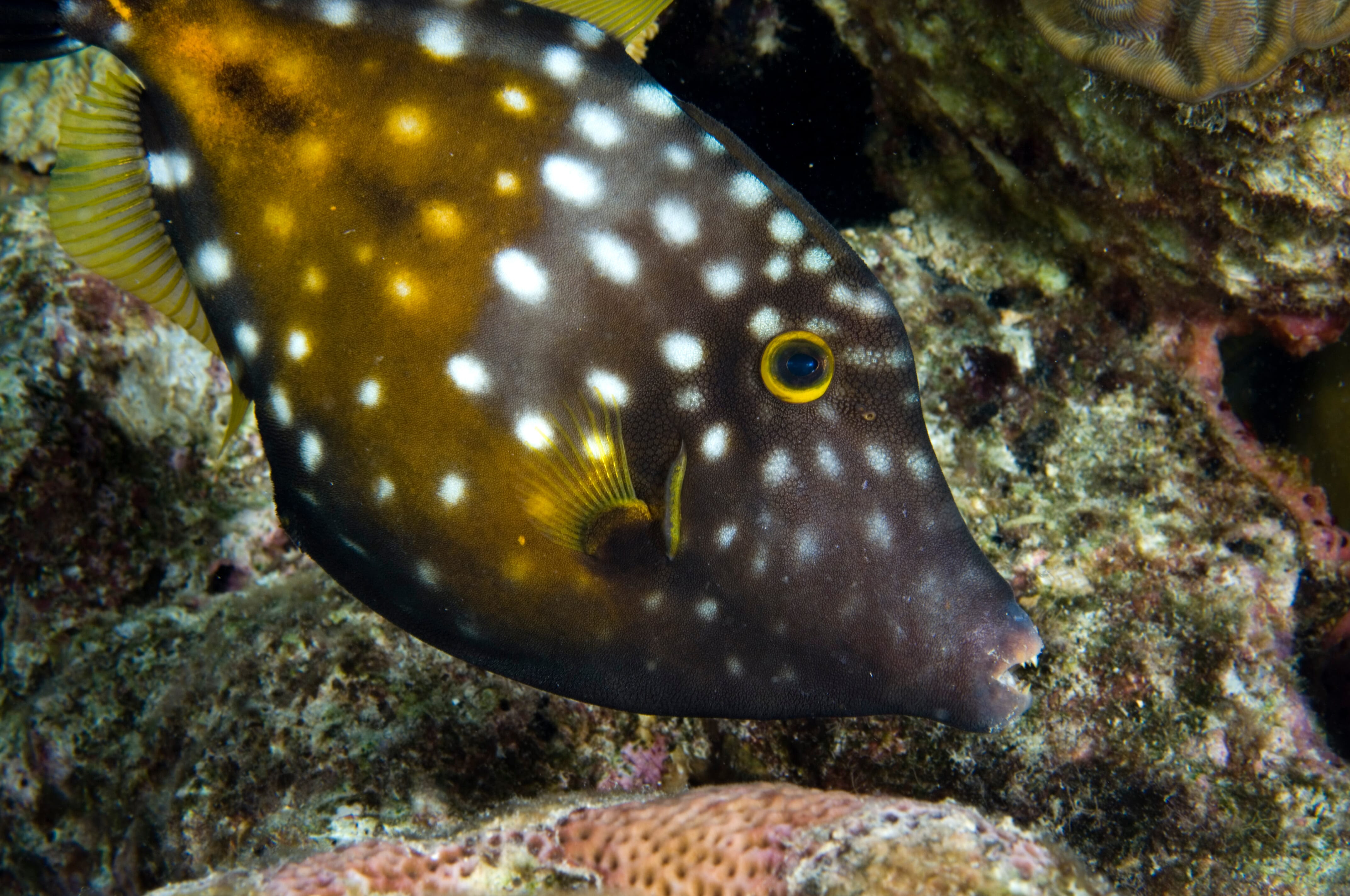 White Spotted Filefish