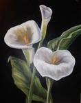 Calla Lilies - Posted on Thursday, December 11, 2014 by Terri Nicholson