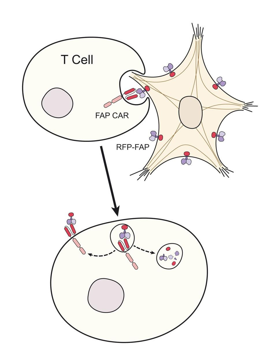 Trogocytosis of activated fibroblast by FAPCAR T cell