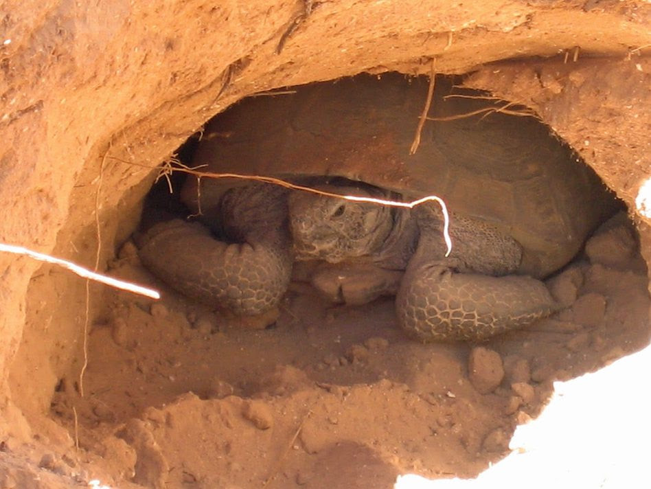 desert tortoise in his burrow