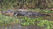 alligator