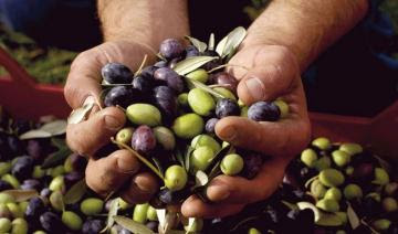 Proponen la industrialización y difusión del consumo de la aceituna y aceite de oliva peruano