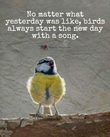 Bird-new-day-song