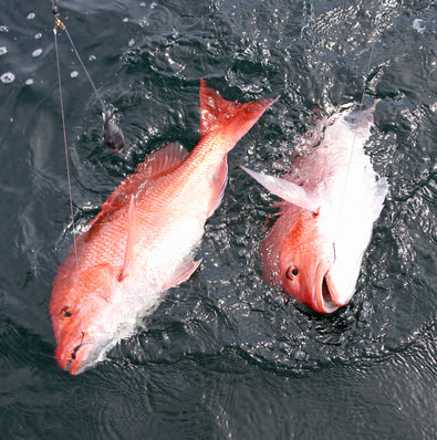 snapper