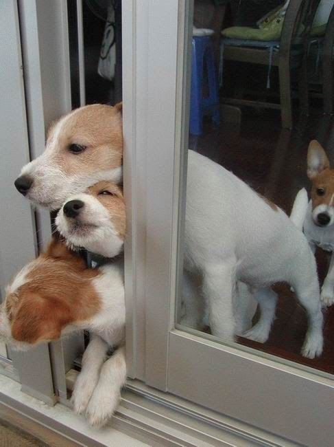 Puppies!