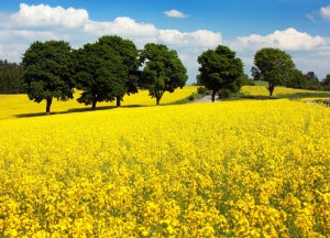 Mustard-Flower-Field-with-Trees-2