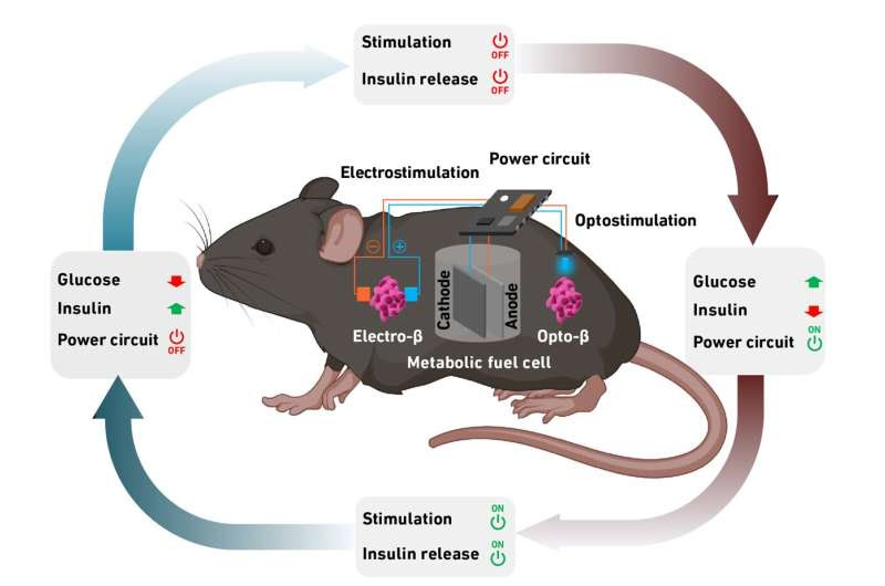 Generating power with blood sugar